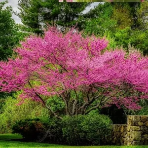 Redbud Tree Seedlings 1-2 ft Tall - 5 Live Trees, Pink Spring Blooms, Outdoor - Image 6