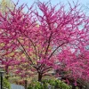 Redbud Tree Seedlings - 2 Bare Root Eastern Red Bud Live Plants, 6-12 inches Tall - Image 1