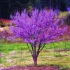 Redbud Tree Seedlings - 2 Dormant Live Plants, 6-15" Tall, American Redbud - Image 1