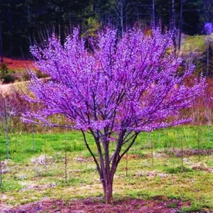 Redbud Tree Seedlings - 2 Dormant Live Plants, 6-15