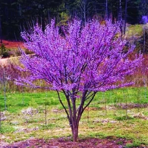 Redbud Tree Seedlings - 2 Dormant Live Plants, 6-15