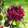 Rhododendron Live Plant – 1-2 Years Old Bush – Black Purple Blooms – Potted Shrub - Image 1