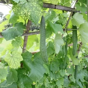 Ridge Luffa Plant – Live Gourd Loofah Vine – 4-8 Inch Tall in 4 Inch Pot - Image 1
