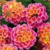 Rose Lantana Live Plants 4-9 Inch Tall - 4 Pack Perennial Flowers for Full Sun - Image 1