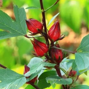 Roselle Live Plants, Red Roselle Hibiscus Plant Live, Jamaican Hibiscus Plants 8 to 12 Inc Tall , 2 Plants in Pot - Image 8