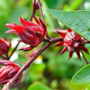 Roselle Live Plants, Red Roselle Hibiscus Plant Live, Jamaican Hibiscus Plants 8 to 12 Inc Tall , 2 Plants in Pot - Image 9
