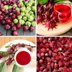 Roselle Live Plants, Red Roselle Hibiscus Plant Live, Jamaican Hibiscus Plants 8 to 12 Inc Tall , 2 Plants in Pot - Image 1