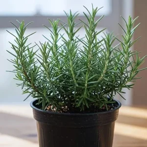 Rosemary Live Herb Plants Set of 6, 3-5 Inches Tall, Full Sun, Indoor/Outdoor - Image 4