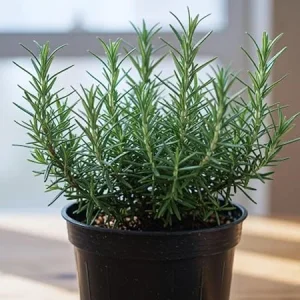 Rosemary Live Herb Plants Set of 6, 3-5 Inches Tall, Full Sun, Indoor/Outdoor - Image 7