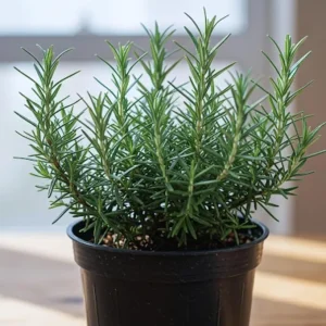Rosemary Live Herb Plants Set of 6, 3-5 Inches Tall, Full Sun, Indoor/Outdoor - Image 1