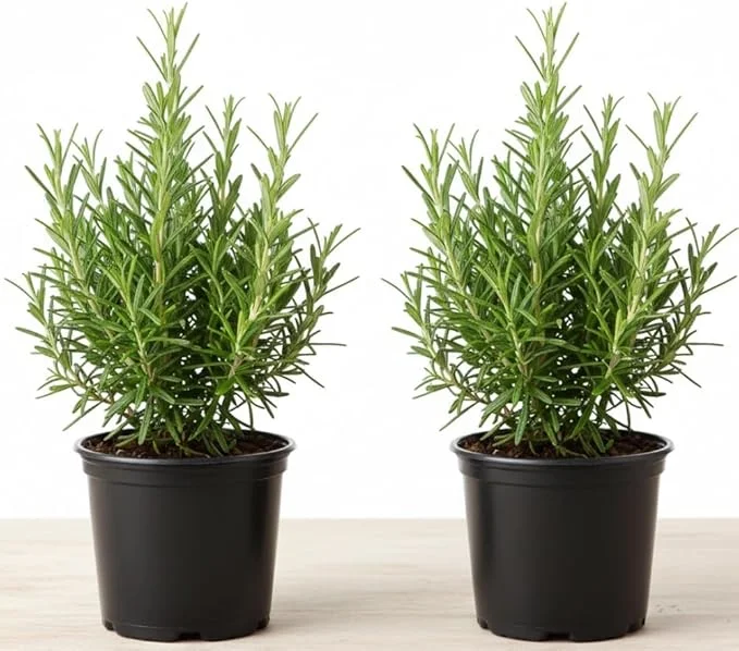 Rosemary Live Plant – 2 Pack, 4-6 inch tall in 4 inch pot – Fragrant Herb – Indoor/Outdoor - Image 2