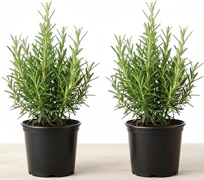 Rosemary Live Plant – 2 Pack, 4-6 inch tall in 4 inch pot – Fragrant Herb – Indoor/Outdoor - Image 3
