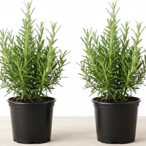 Rosemary Live Plant – 2 Pack, 4-6 inch tall in 4 inch pot – Fragrant Herb – Indoor/Outdoor - Image 5