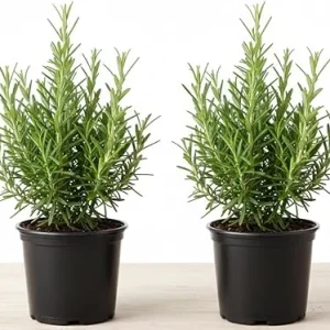 Rosemary Live Plant – 2 Pack, 4-6 inch tall in 4 inch pot – Fragrant Herb – Indoor/Outdoor - Image 6