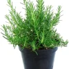 Rosemary Live Plant – 4 Inch Pot – Fragrant Perennial Herb – Indoor/Outdoor - Image 1