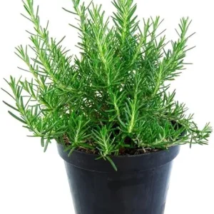 Rosemary Live Plant – 4 Inch Pot – Fragrant Perennial Herb – Indoor/Outdoor - Image 1
