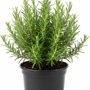 Rosemary Live Plant, 4