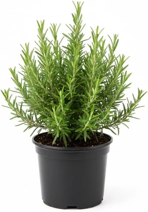 Rosemary Live Plant, 4" Pot - Perennial Herb for Indoor & Outdoor Gardens - Image 5