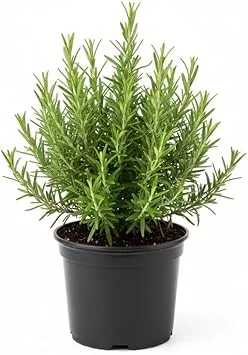 Rosemary Live Plant, 4" Pot - Perennial Herb for Indoor & Outdoor Gardens - Image 6