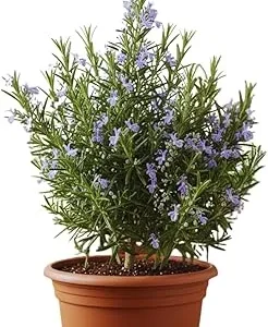 Rosemary Live Plant 5-7 Inch Tall – Fragrant Outdoor Herb for Garden & Patio - Image 6