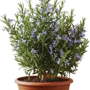 Rosemary Live Plant 5-7 Inch Tall – Fragrant Outdoor Herb for Garden & Patio - Image 1