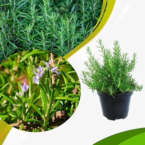 Rosemary Live Plant – Perennial Herb – 4 Inch Pot – Indoor/Outdoor - Image 1