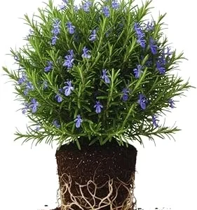 Rosemary Live Plants - 3-Pack Herb Starter Plants, 4-7 Inches Tall, Outdoor - Image 5