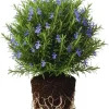 Rosemary Live Plants - 3-Pack Herb Starter Plants, 4-7 Inches Tall, Outdoor - Image 1