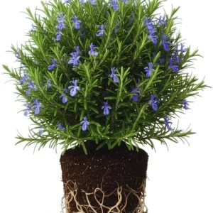 Rosemary Live Plants - 3-Pack Herb Starter Plants, 4-7 Inches Tall, Outdoor - Image 7