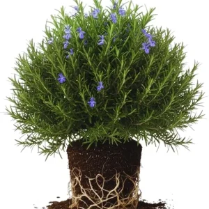 Rosemary Live Plants, Herb Plant, 4-7 inches Tall, Set of 3 - Image 2