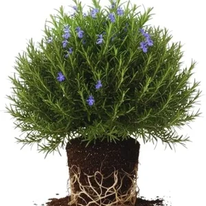 Rosemary Live Plants, Herb Plant, 4-7 inches Tall, Set of 3 - Image 5