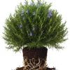 Rosemary Live Plants, Herb Plant, 4-7 inches Tall, Set of 3 - Image 1