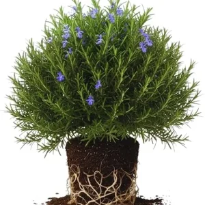 Rosemary Live Plants, Herb Plant, 4-7 inches Tall, Set of 3 - Image 1