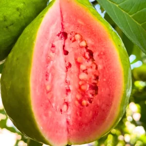 Ruby Guava Live Plant - Grafted Fruit Tree 4 Ft Tall - Zones 9-11 - Tropical - Image 2