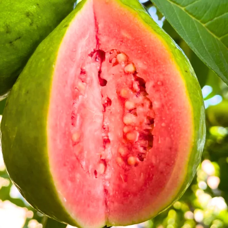 Ruby Guava Live Plant - Grafted Fruit Tree 4 Ft Tall - Zones 9-11 - Tropical - Image 2
