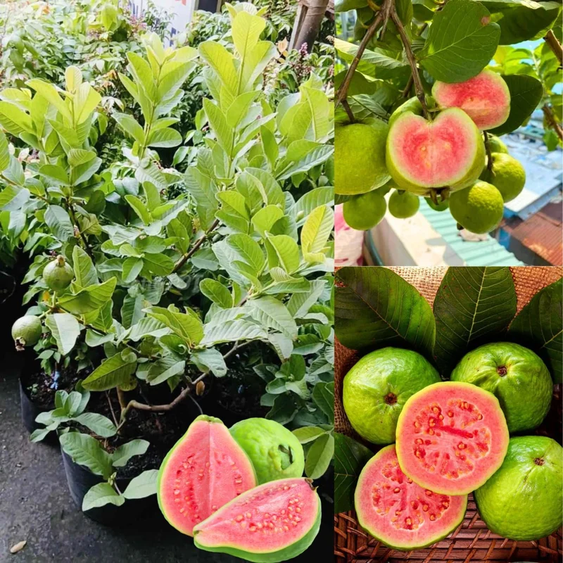 Ruby Guava Live Plant - Grafted Fruit Tree 4 Ft Tall - Zones 9-11 - Tropical - Image 4