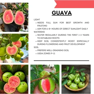 Ruby Guava Live Plant - Grafted Fruit Tree 4 Ft Tall - Zones 9-11 - Tropical - Image 5