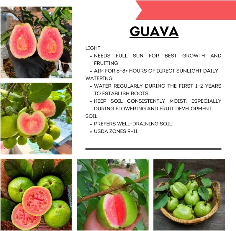 Ruby Guava Live Plant - Grafted Fruit Tree 4 Ft Tall - Zones 9-11 - Tropical - Image 5
