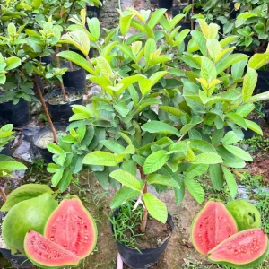 Ruby Guava Live Plant - Grafted Fruit Tree 4 Ft Tall - Zones 9-11 - Tropical - Image 6