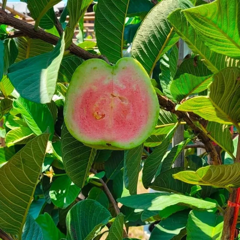 Ruby Guava Live Plant - Grafted Fruit Tree 4 Ft Tall - Zones 9-11 - Tropical - Image 9