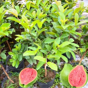 Ruby Guava Live Plant - Grafted Fruit Tree 4 Ft Tall - Zones 9-11 - Tropical - Image 1