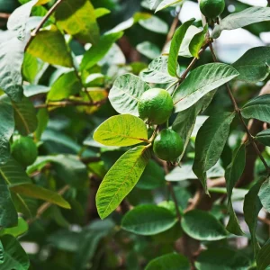 Ruby Guava Tree Live Plant - 3 to 4 Feet Tall, Hardy Tropical Fruit - Image 4