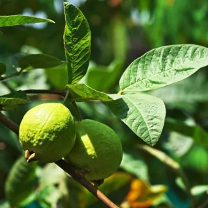 Ruby Guava Tree Live Plant - 3 to 4 Feet Tall, Hardy Tropical Fruit - Image 6