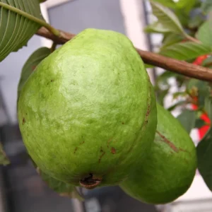 Ruby Guava Tree Live Plant - 3 to 4 Feet Tall, Hardy Tropical Fruit - Image 7