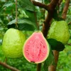Ruby Guava Tree Live Plant - 3 to 4 Feet Tall, Hardy Tropical Fruit - Image 1