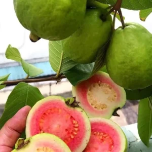 Ruby Guava Tree Live Plant - Grafted, 4 ft Tall, Tropical Fruit, Zones 9-11 - Image 2