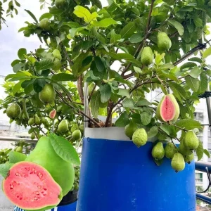 Ruby Guava Tree Live Plant - Grafted, 4 ft Tall, Tropical Fruit, Zones 9-11 - Image 3