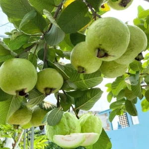 Ruby Guava Tree Live Plant - Grafted, 4 ft Tall, Tropical Fruit, Zones 9-11 - Image 4