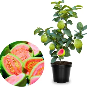 Ruby Guava Tree Live Plant - Grafted, 4 ft Tall, Tropical Fruit, Zones 9-11 - Image 6