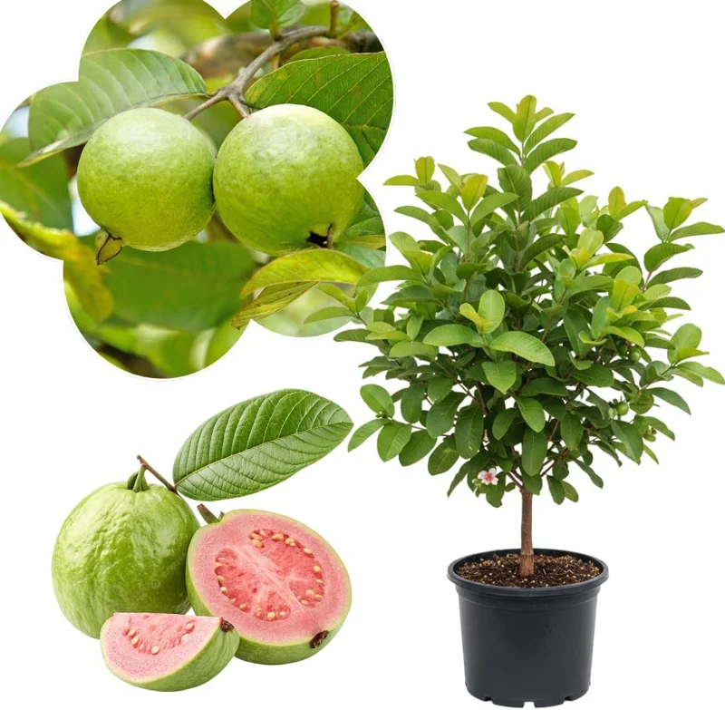 Ruby Guava Tree Live Plant, Grafted Tropical Fruit, 4 Feet Tall - Image 2